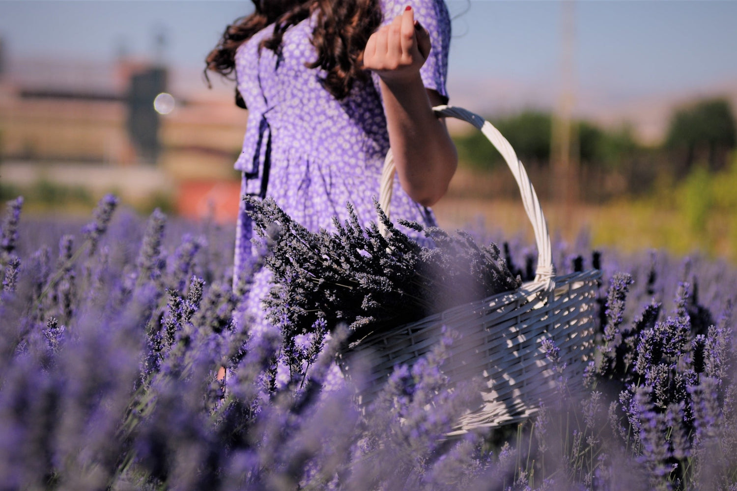 5 Biggest Challenges in Growing Lavender Successfully - Oldboy's Flowers