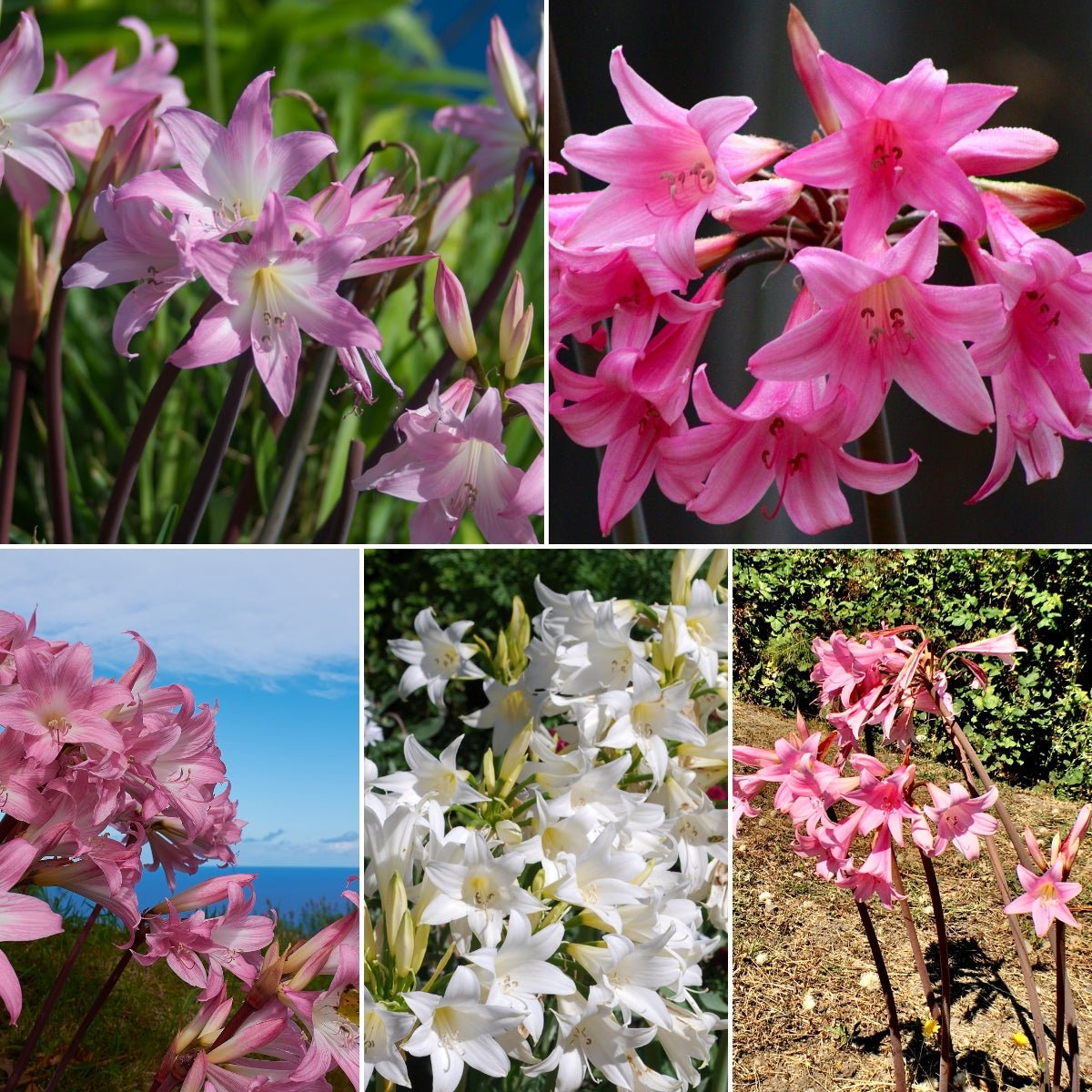 Belladonna Lily Care Guide for Australian Gardens - Oldboy's Flowers