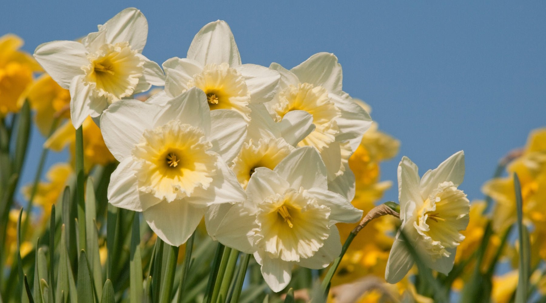 Daffodil Growing Guide Essential Tips for Vibrant Spring Blooms