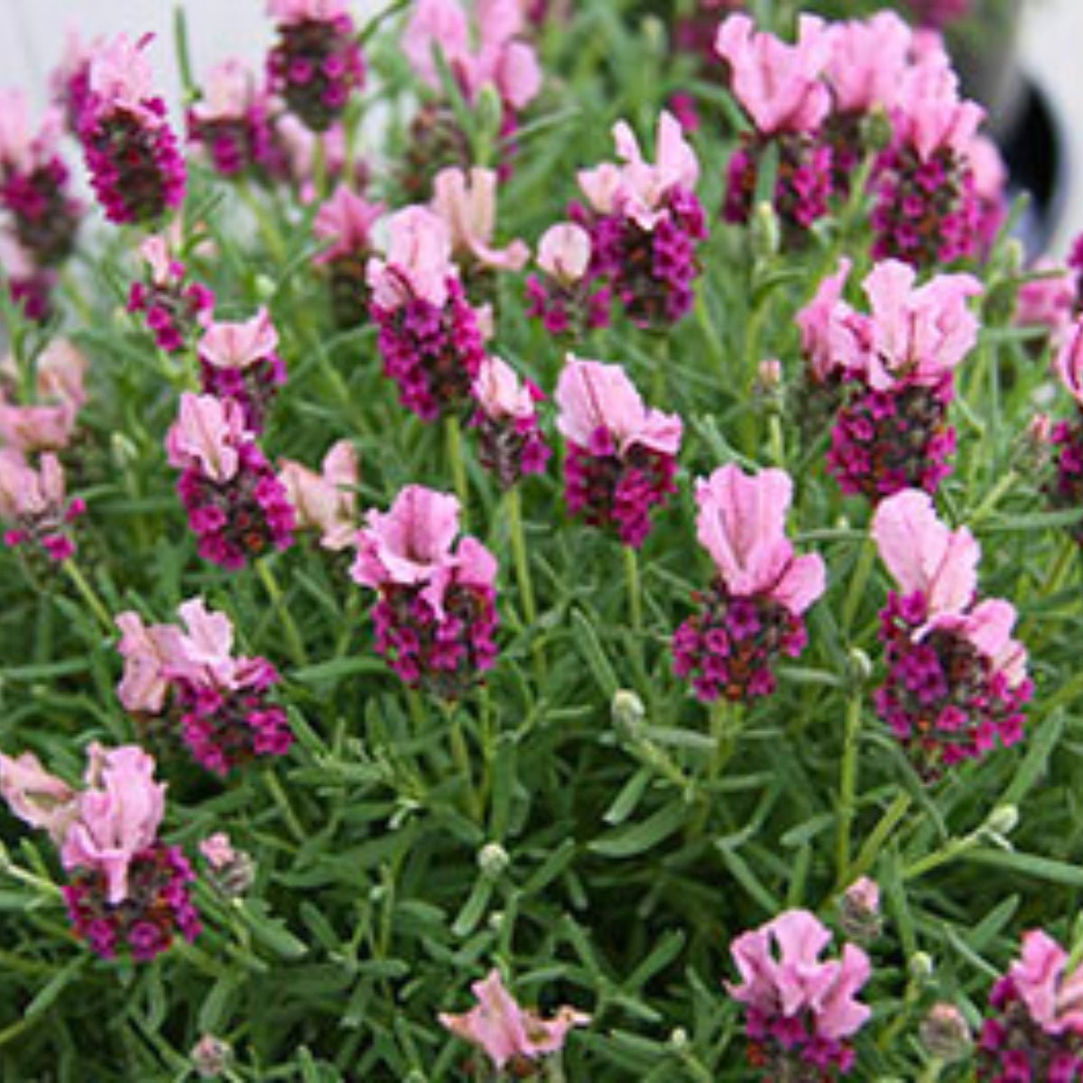 Lavender Care 101: A Beginner's Guide to Growing Lavender  Oldboy's Flowers