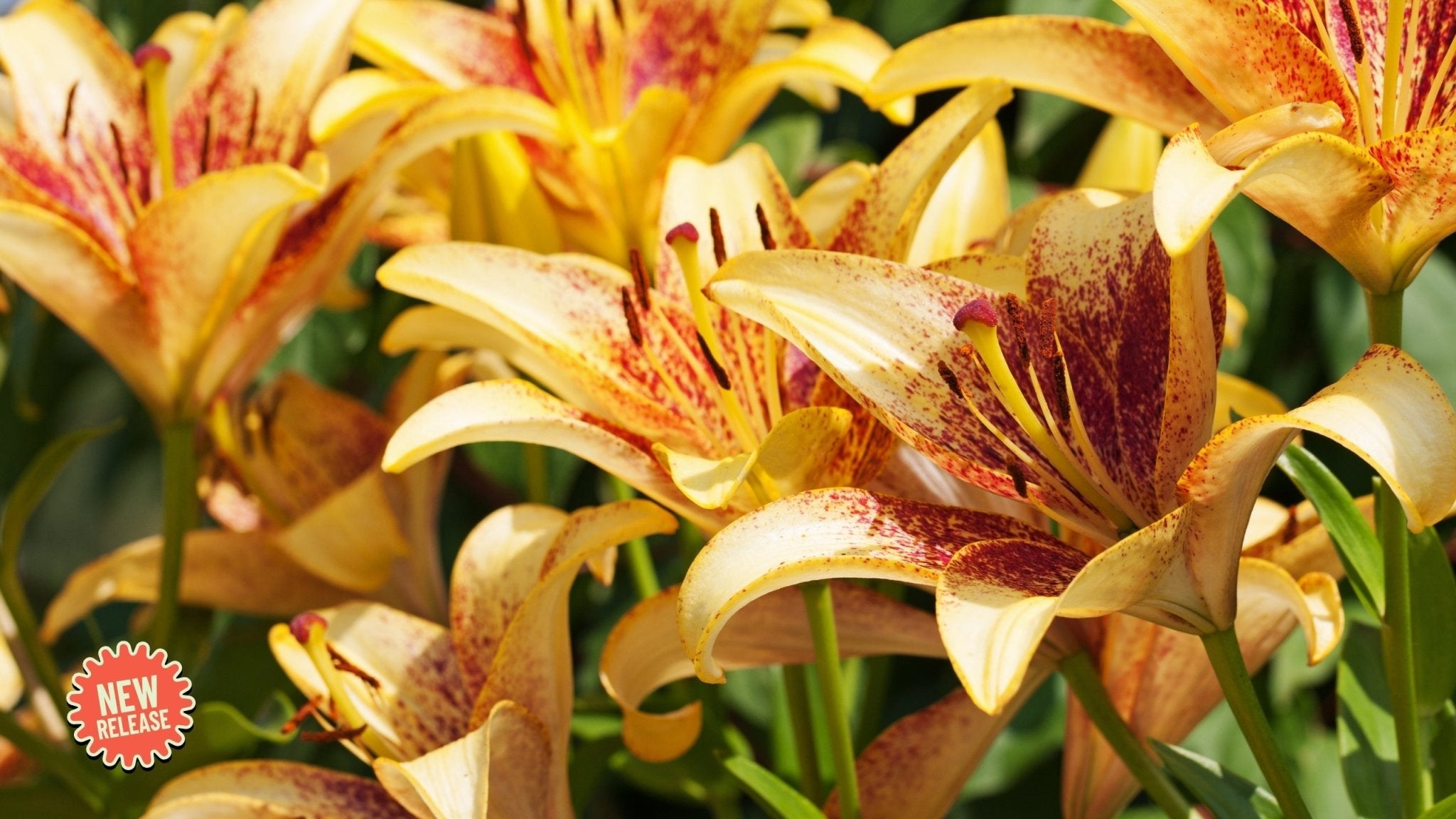 AOA Lilium Bulb Collection – Asiatic x Oriental x Asiatic Hybrid