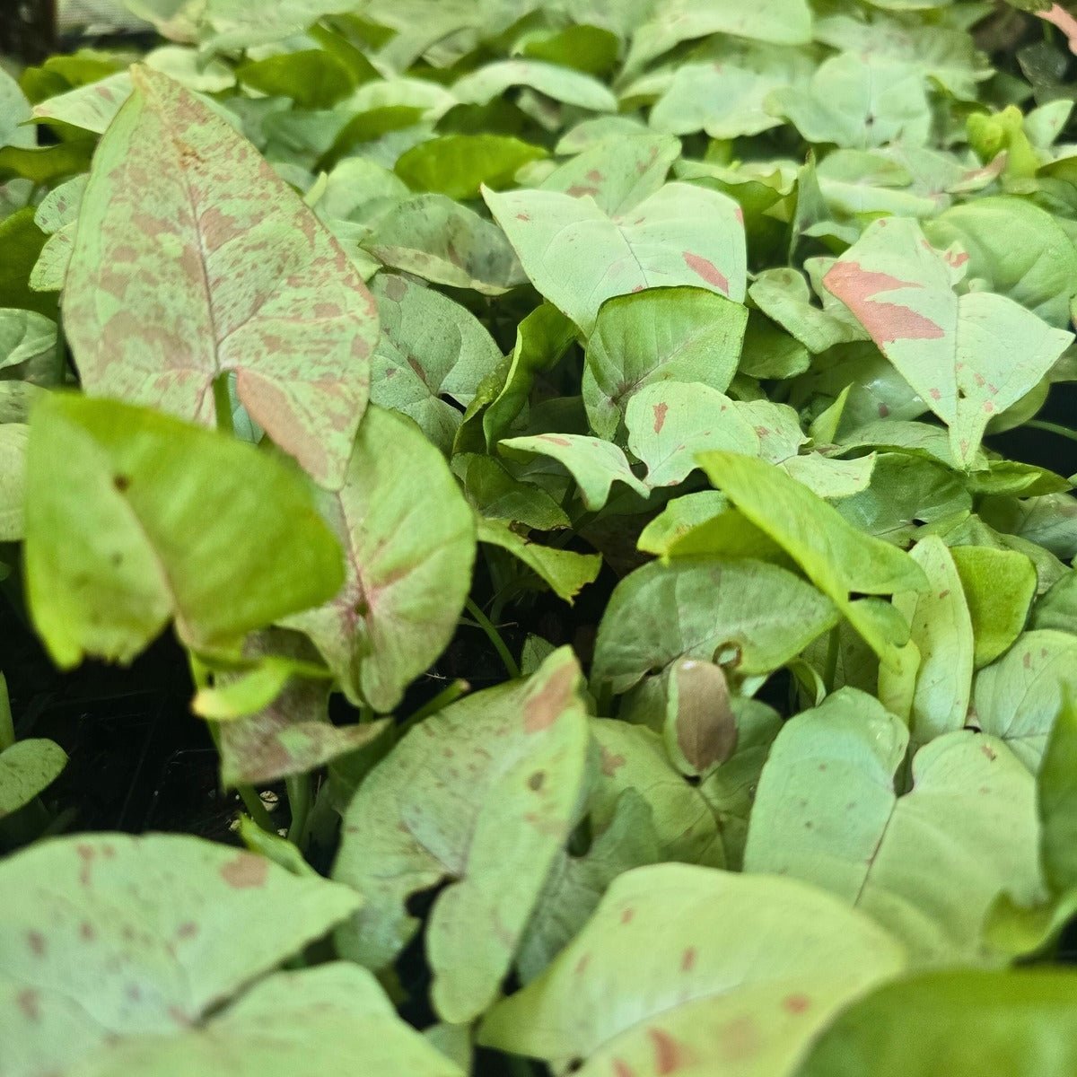 where to buy money plant NJoy Pothos, Variegated Money Plant
