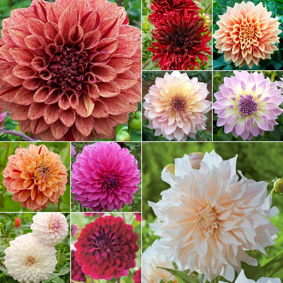 Dahlia Bulb Collection Stunning Varieties for Vibrant Gardens