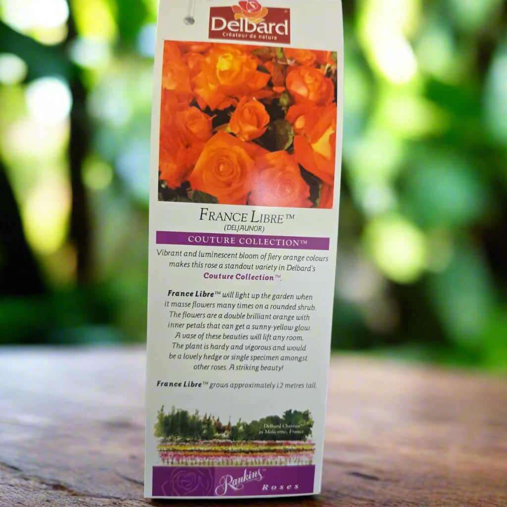 France Libre™ – Premium - Hybrid Tea Rose by Delbard