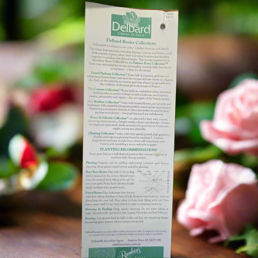 France Libre™ – Premium - Hybrid Tea Rose by Delbard