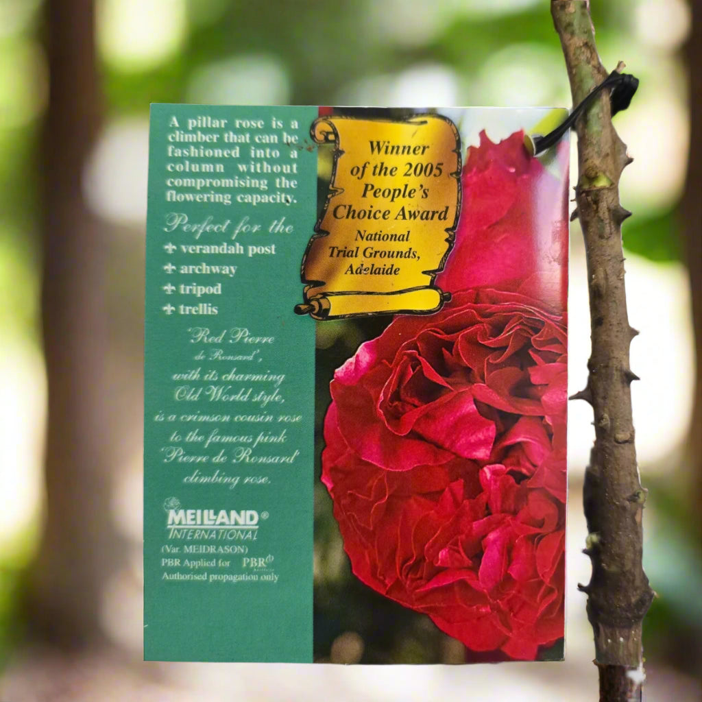 Red Pierre de Ronsard™ – Premium - Climbing Rose by Meilland