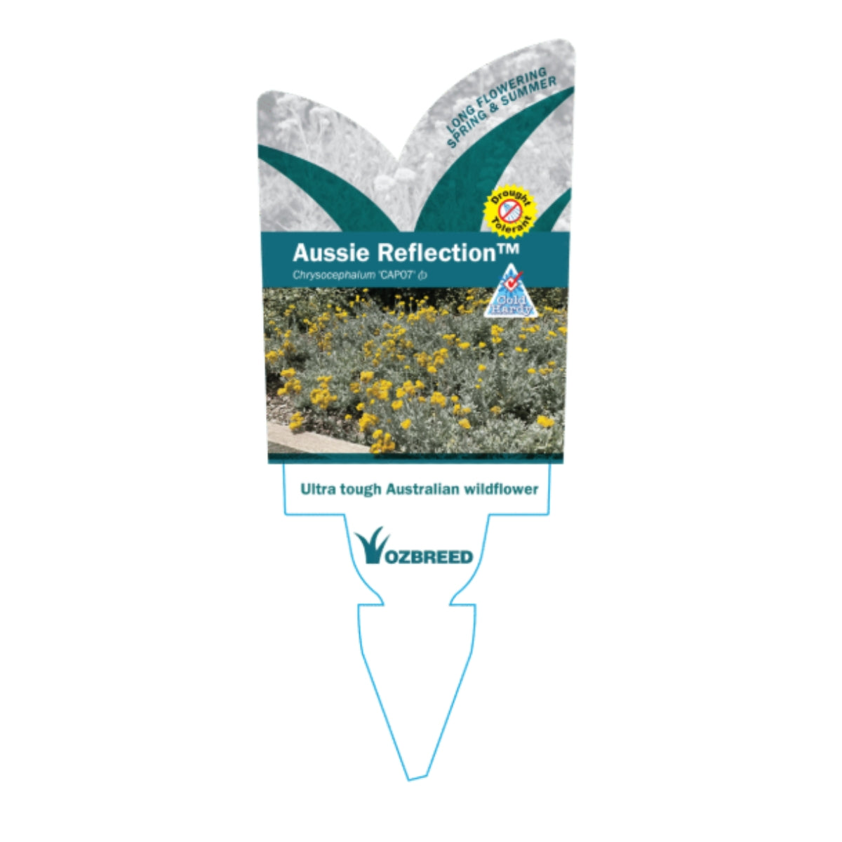 Aussie Reflection™ Chrysocephalum apiculatum ‘CAP07’ PBR | Yellow Buttons – 50mm Pot