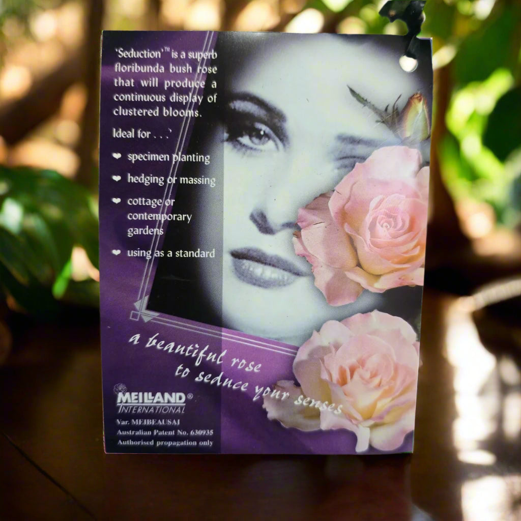 Seduction™ – Premium - Floribunda Rose by Meilland
