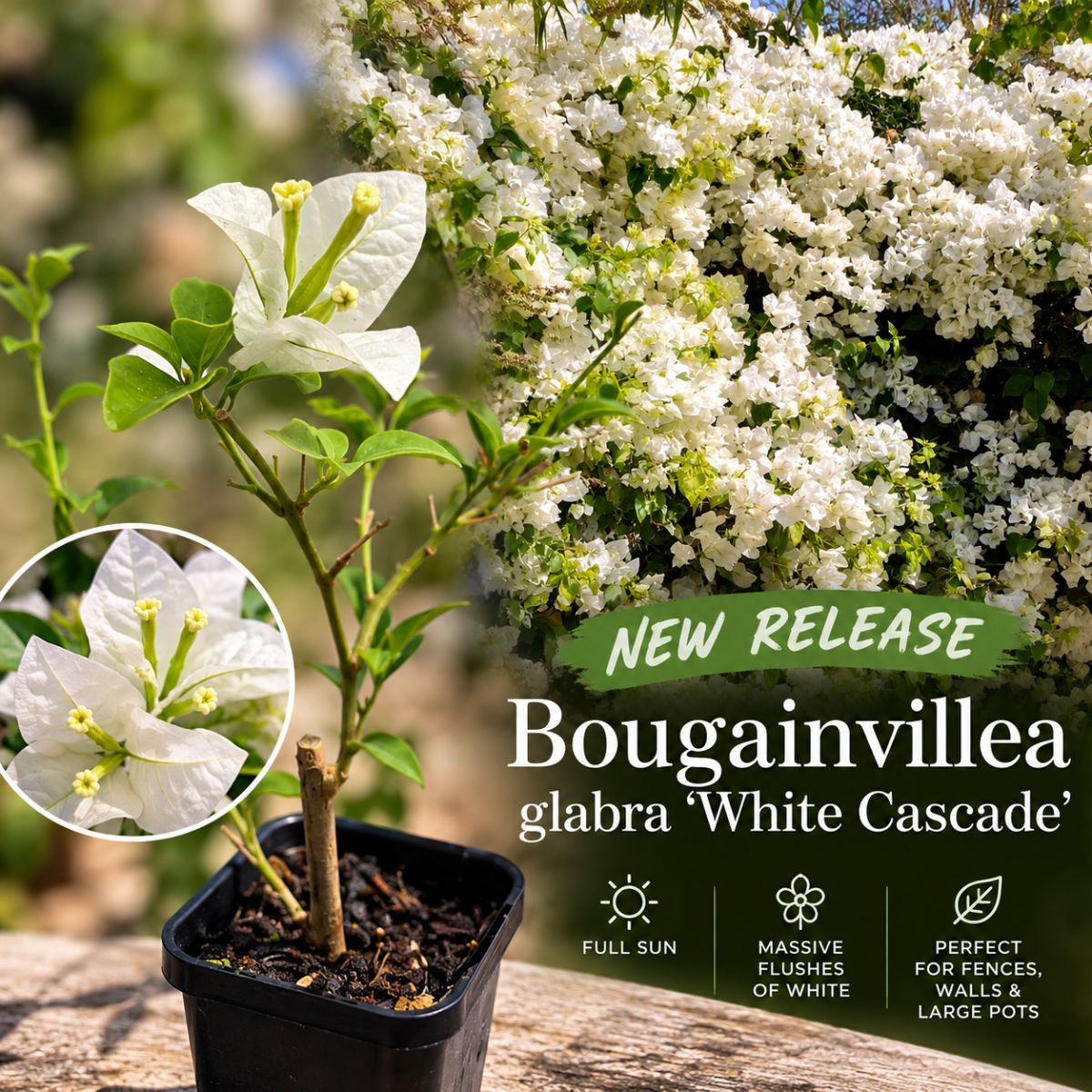 Bougainvillea glabra ‘White Cascade’ | White Flowering Climber in a 68mm Pot