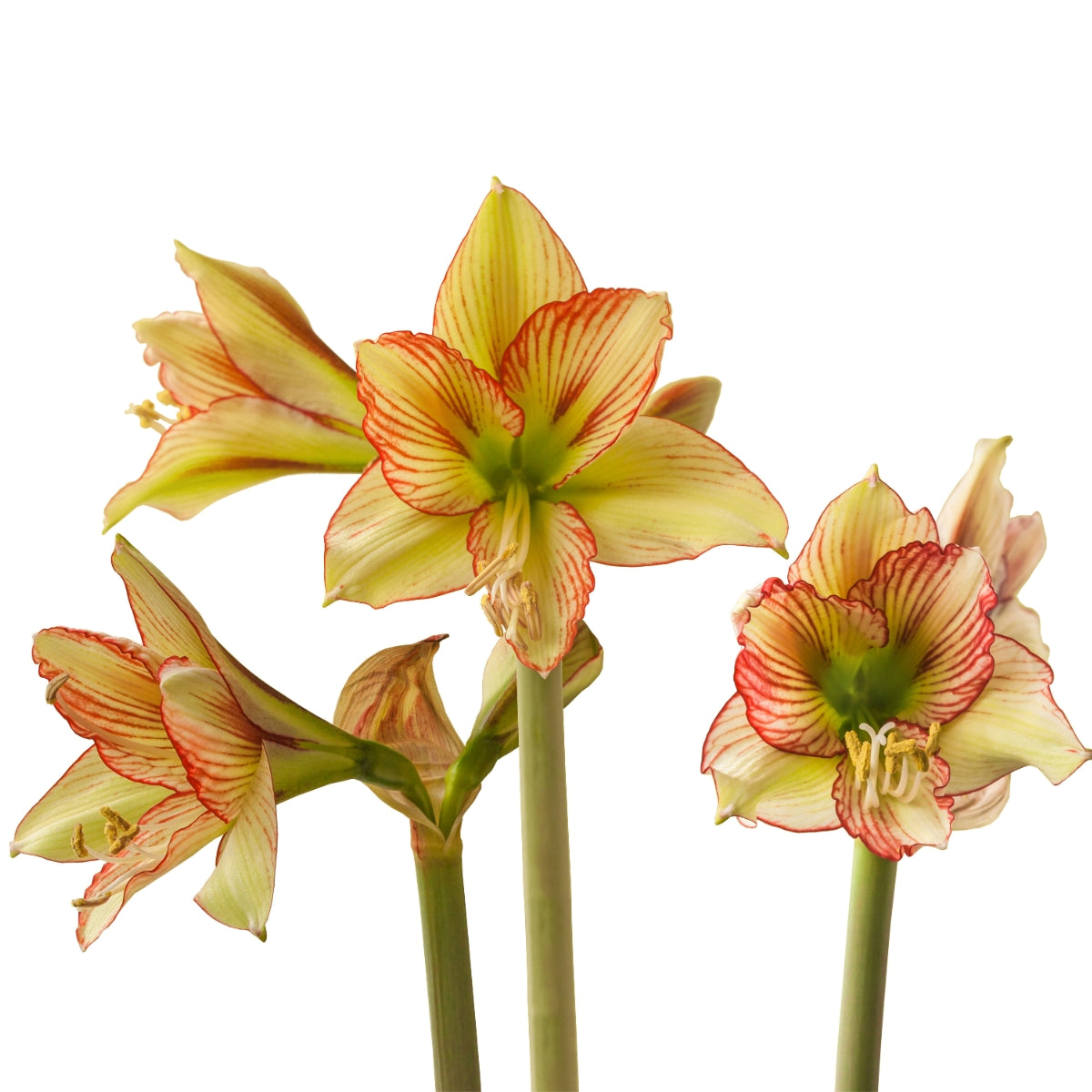 Viridi Rascal Hippeastrum Bulb | Sonatini Amaryllis – Creamy White, Red & Green Blooms