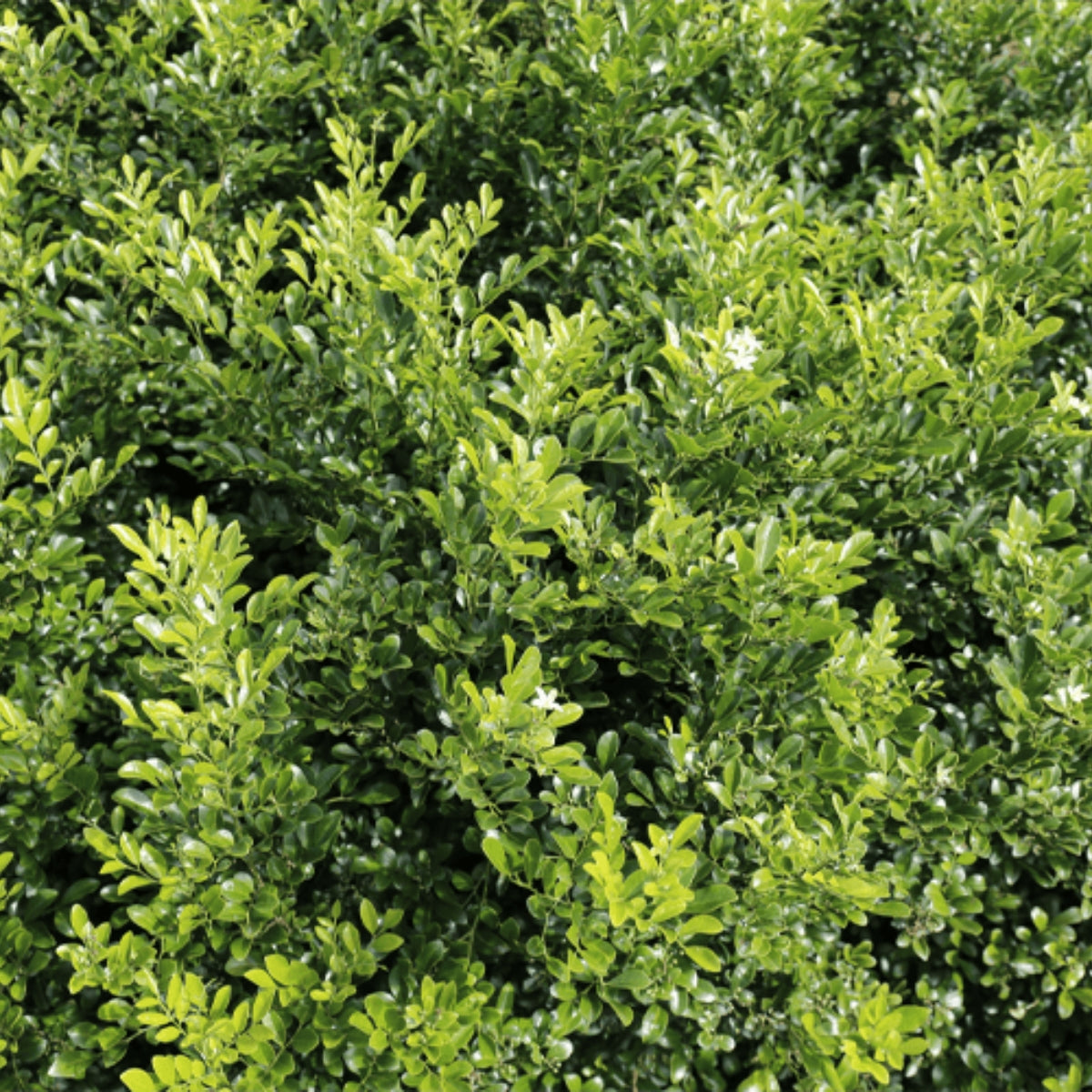 Sweet Privacy™ Murraya | Fragrant White Flowering Hedge