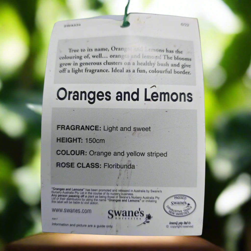 Oranges and Lemons™ – Premium Floribunda Rose