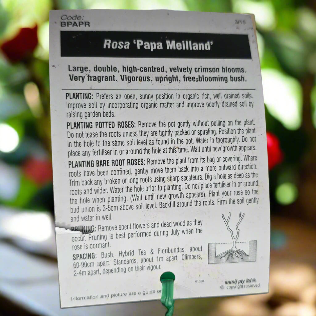 Papa Meilland – General – Hybrid Tea Rose