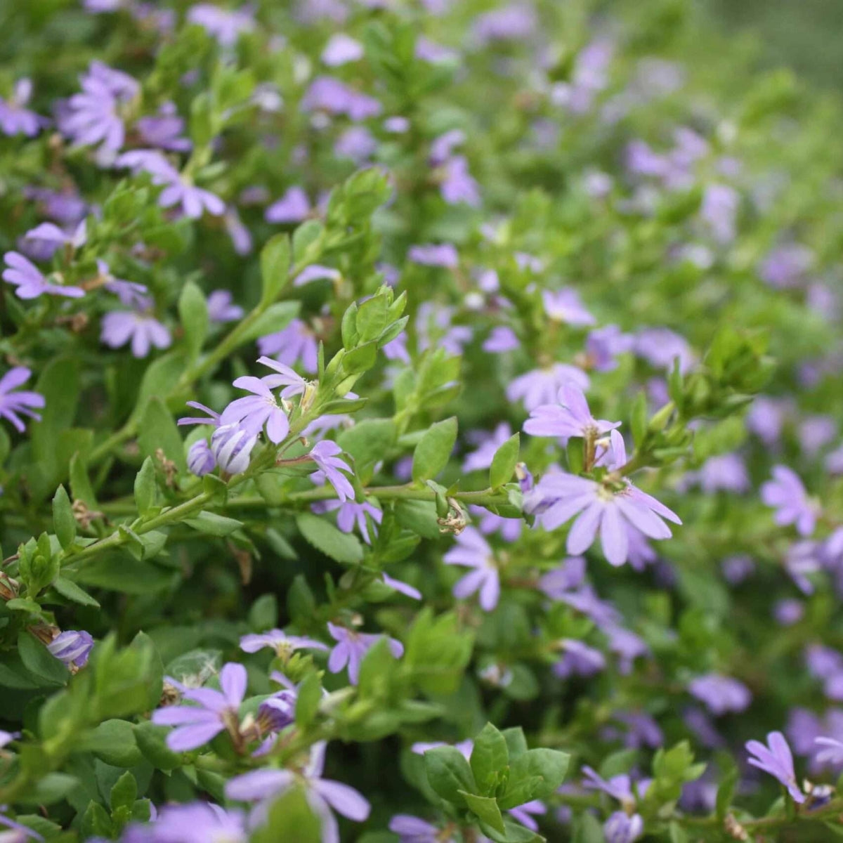 Purple Fusion™ Scaevola | Scaevola humilis ‘PFS100’ PBR – 50mm Pot