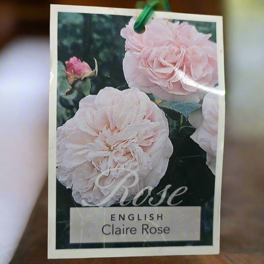 Claire Rose – General – Hybrid Tea Rose