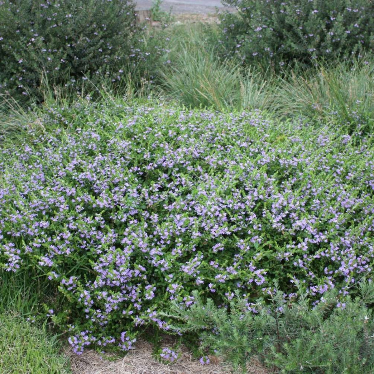 Purple Fusion™ Scaevola | Scaevola humilis ‘PFS100’ PBR – 50mm Pot