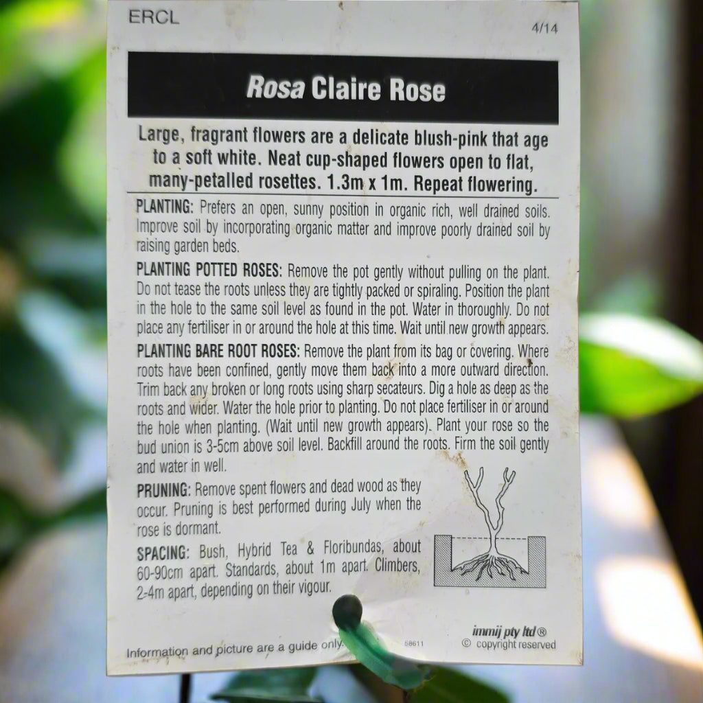 Claire Rose – General – Hybrid Tea Rose