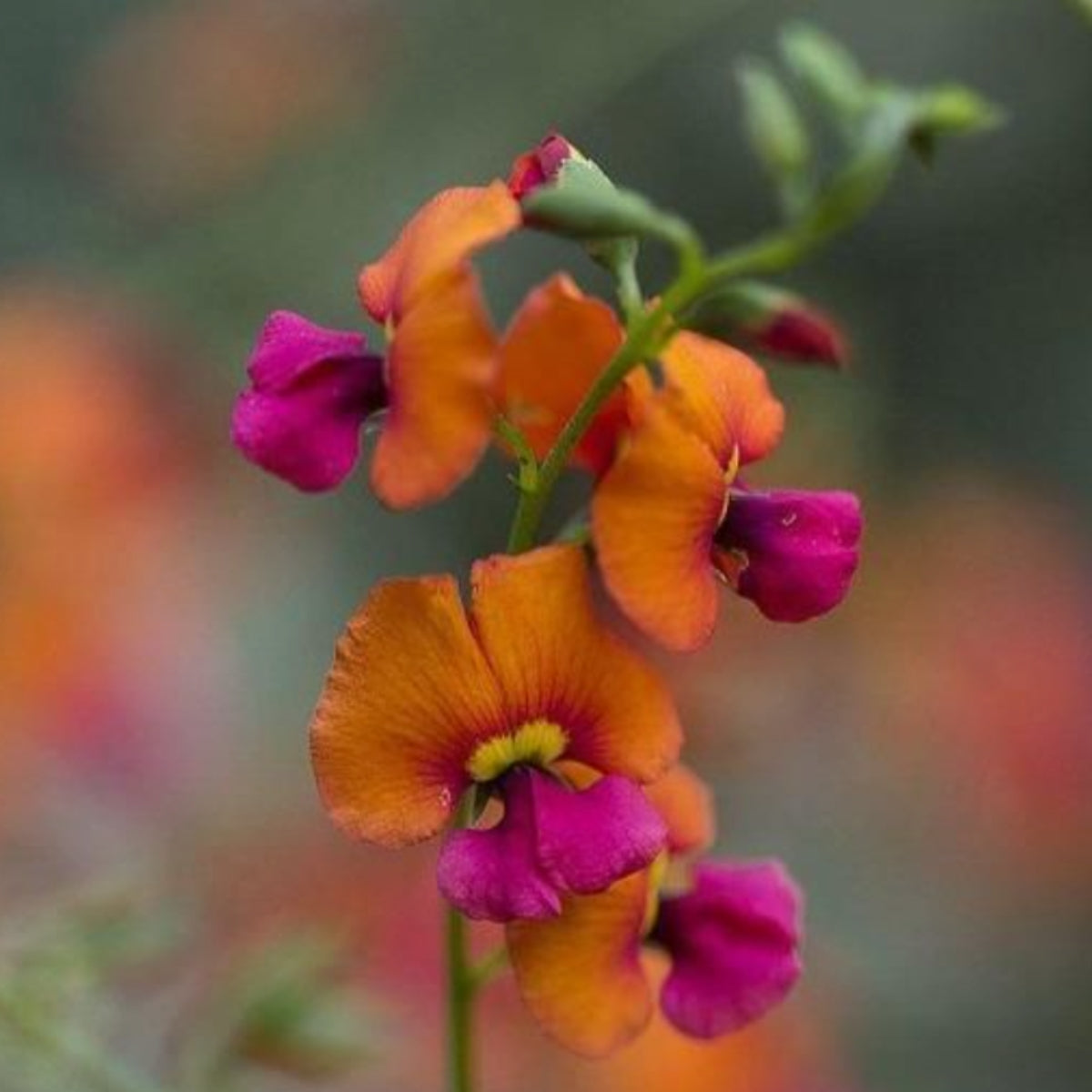 Wildflowers for Native Pollinators Seed Bomb – Mixed Australian Native Seeds