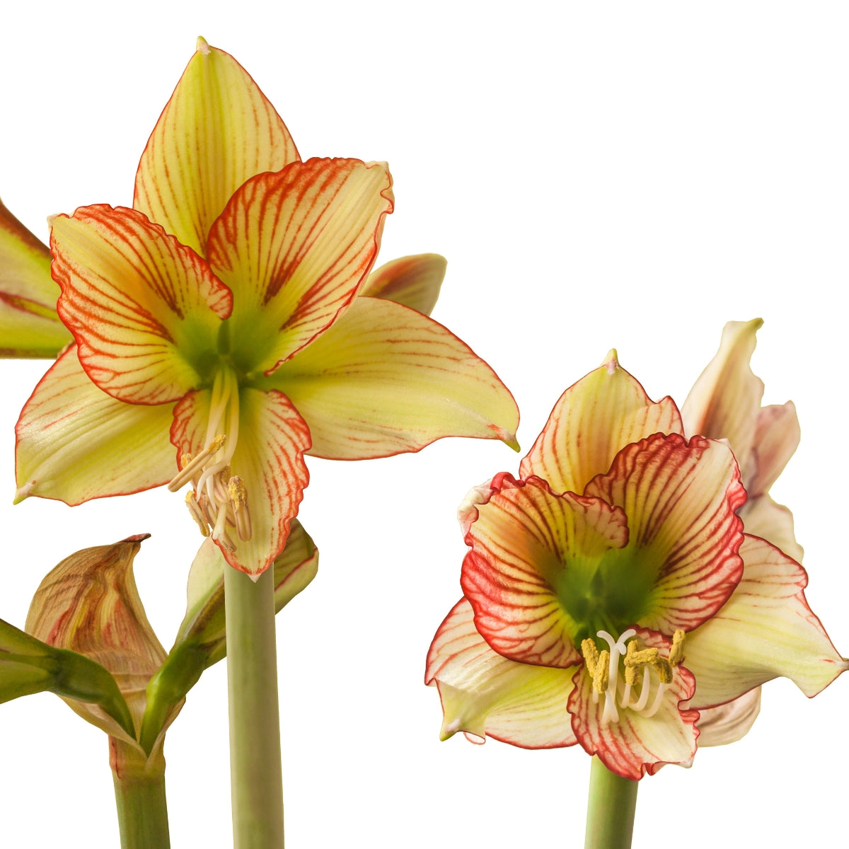 Viridi Rascal Hippeastrum Bulb | Sonatini Amaryllis – Creamy White, Red & Green Blooms