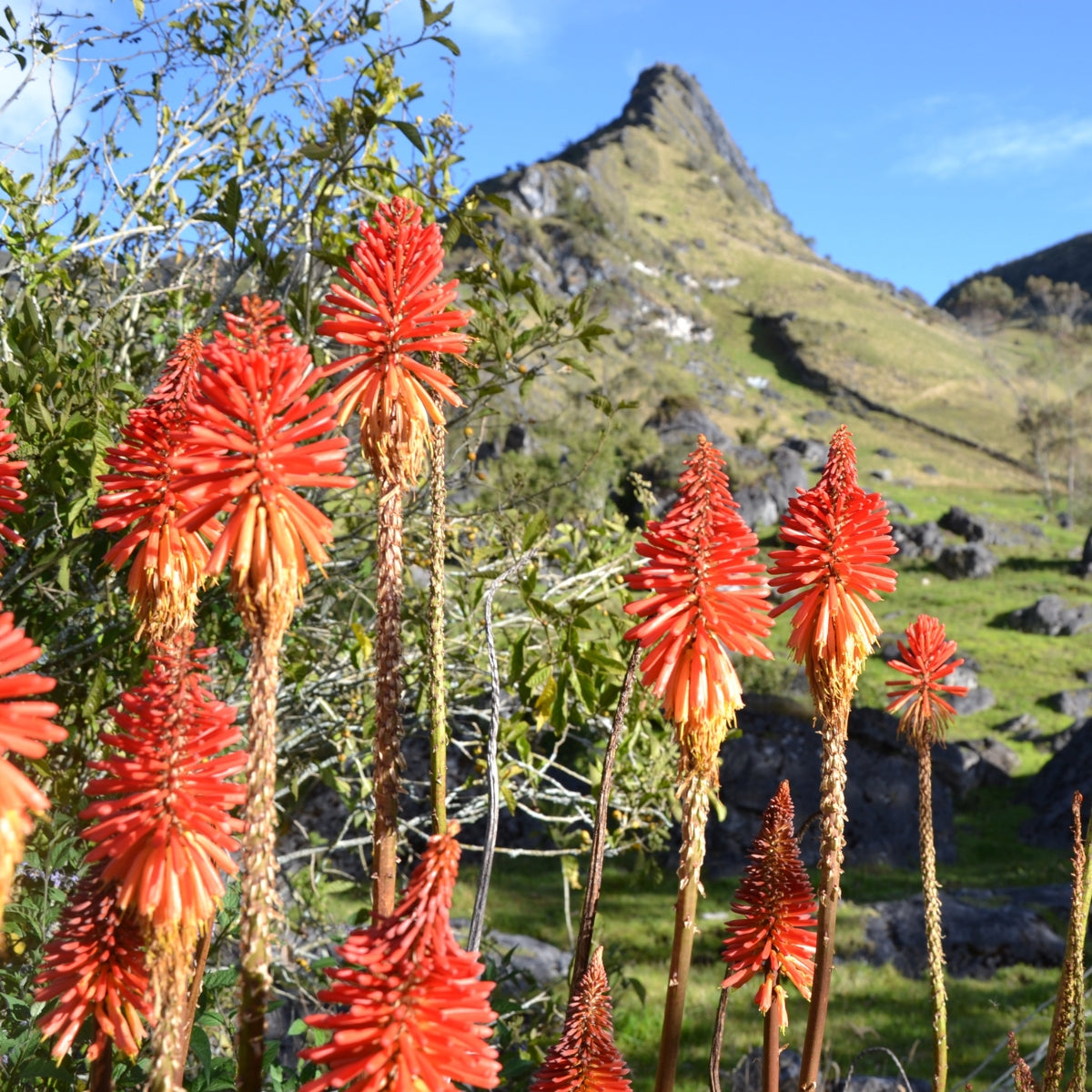 Kniphofia praecox | Red Hot Poker | 50mm Pot