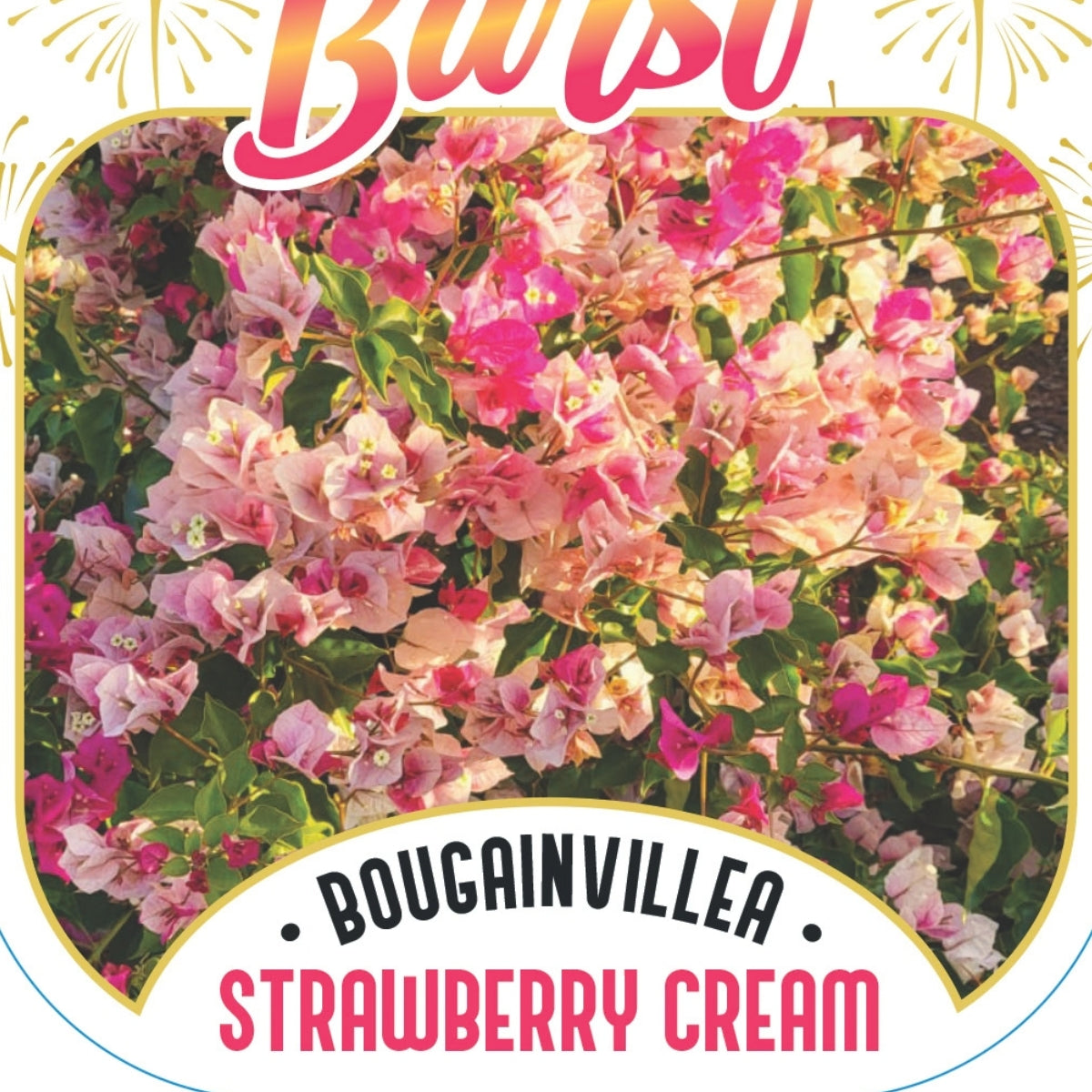 Bougainvillea Brilliant Burst ‘Strawberry Cream’ (Bougainvillea spectabilis) | 50mm Pot
