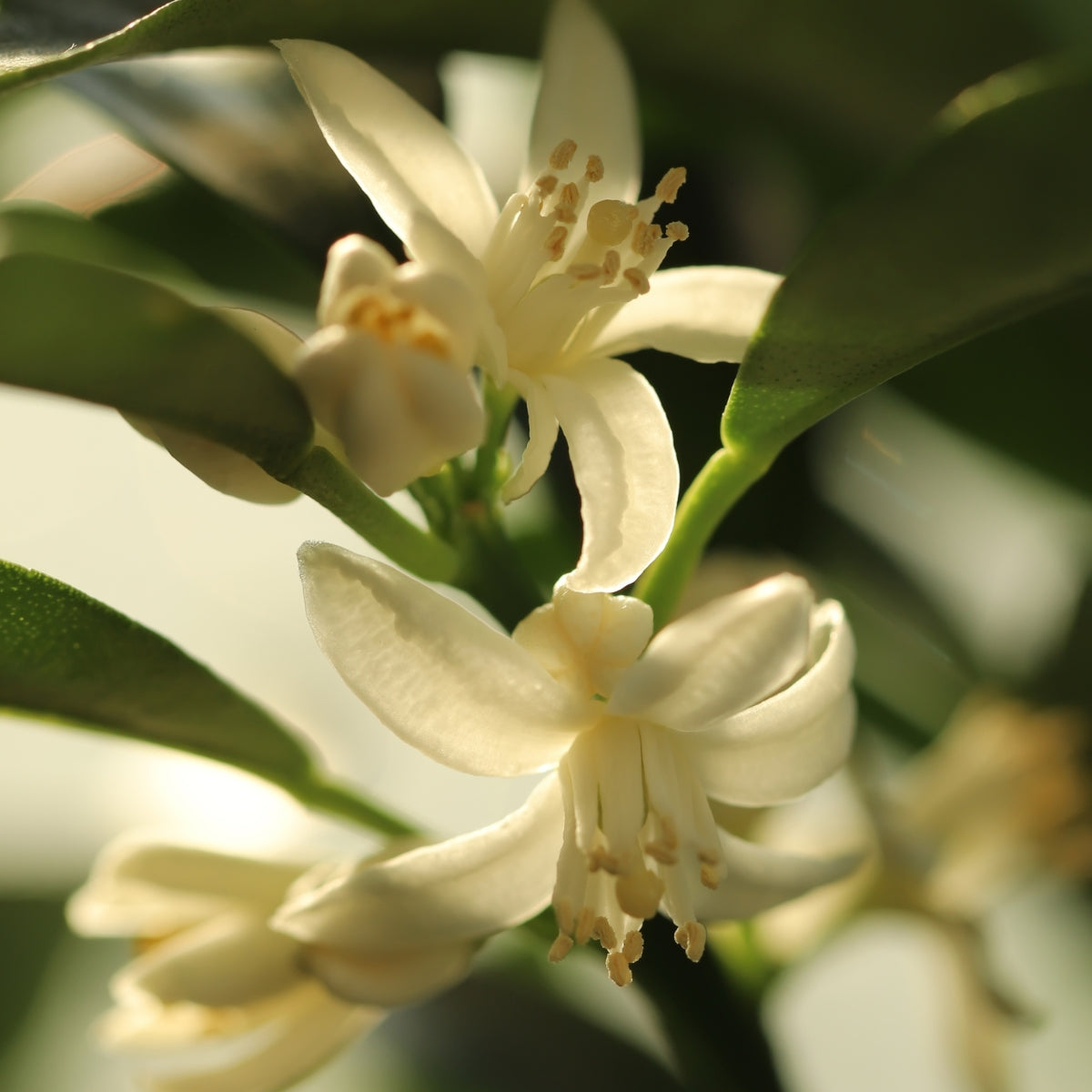 Kumquat Citrus Tree | Compact Evergreen Fruiting Citrus