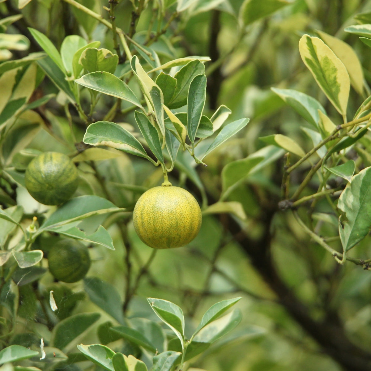 Variegated Kumquat Citrus | Citrus japonica ‘Variegata’