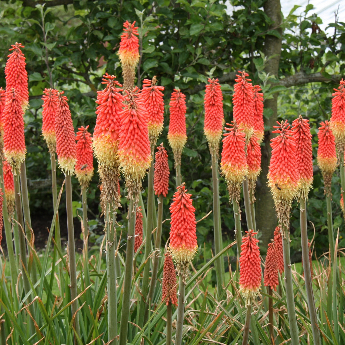 Kniphofia praecox | Red Hot Poker | 50mm Pot