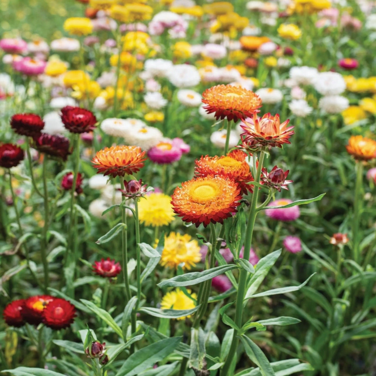Wildflowers for Native Pollinators Seed Bomb – Mixed Australian Native Seeds