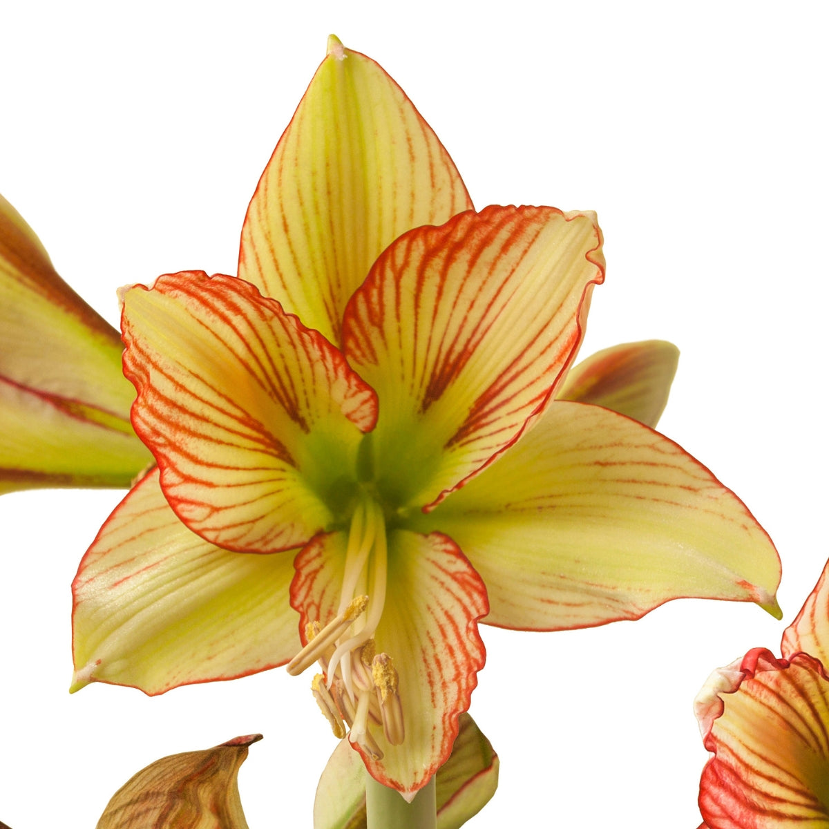 Viridi Rascal Hippeastrum Bulb | Sonatini Amaryllis – Creamy White, Red & Green Blooms