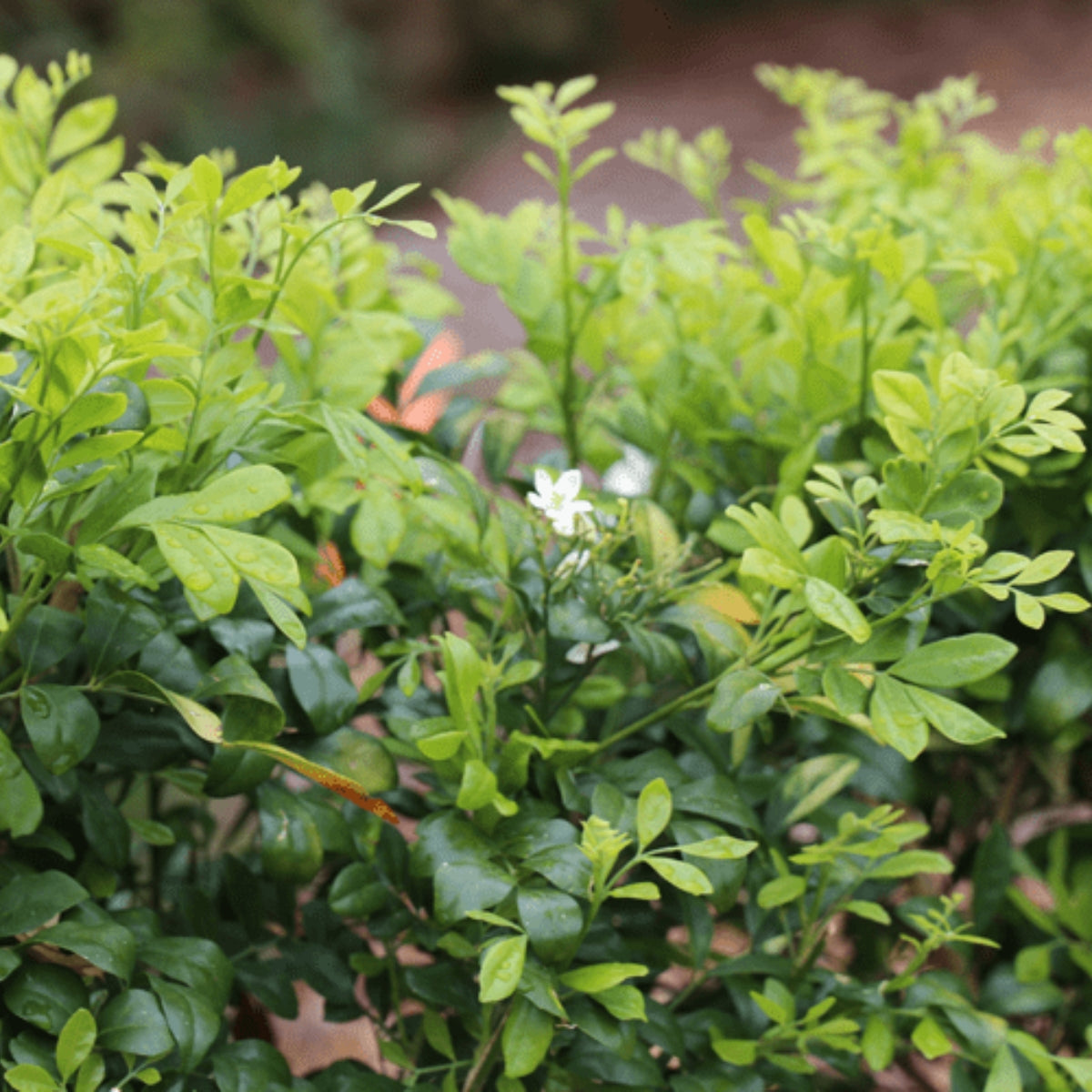 Murraya Lush & Thin™ | Narrow Fragrant Evergreen Hedge