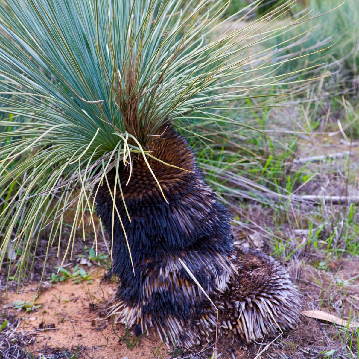 Xanthorrhoea australis | Austral Grass Tree | 50mm Pot