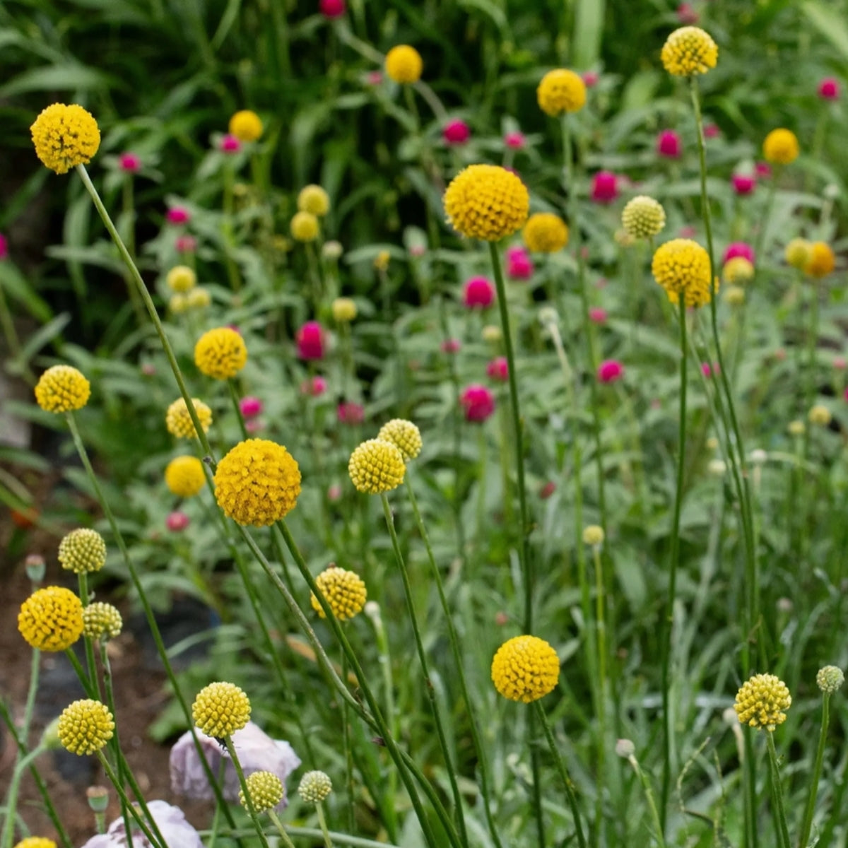 Wildflowers for Native Pollinators Seed Bomb – Mixed Australian Native Seeds