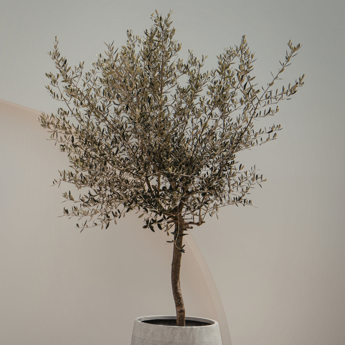 Manzanillo Olive Tree | Olea europaea ‘Manzanillo’