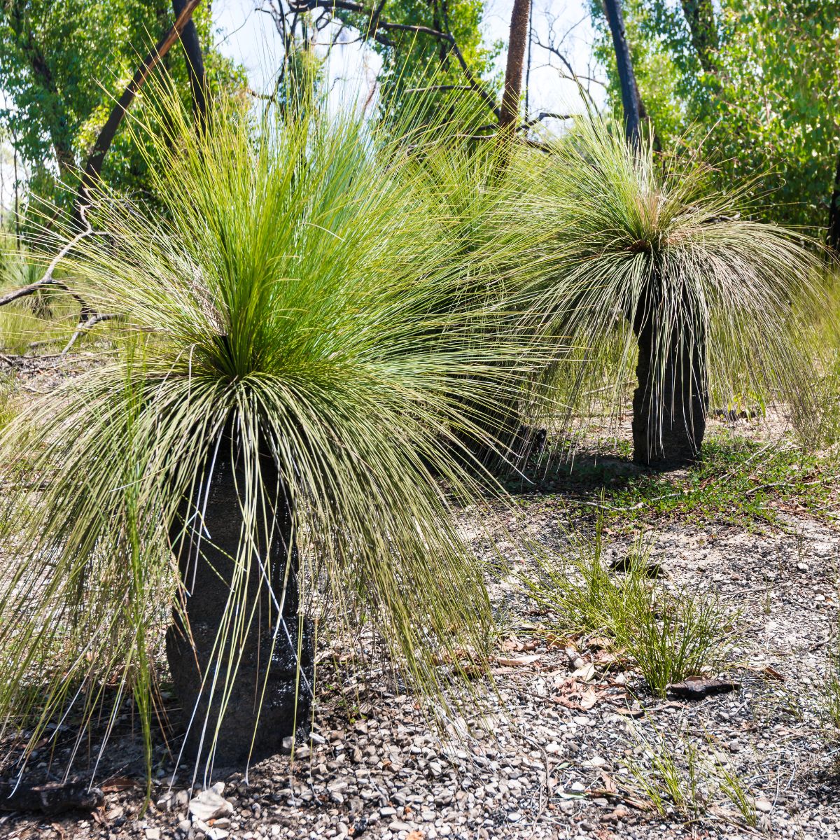 Xanthorrhoea australis | Austral Grass Tree | 50mm Pot