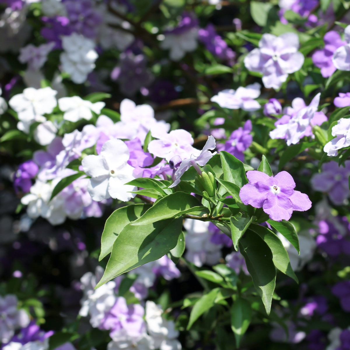 Brunfelsia ‘Sweet and Petite’ | Latifolia - Compact Yesterday Today Tomorrow