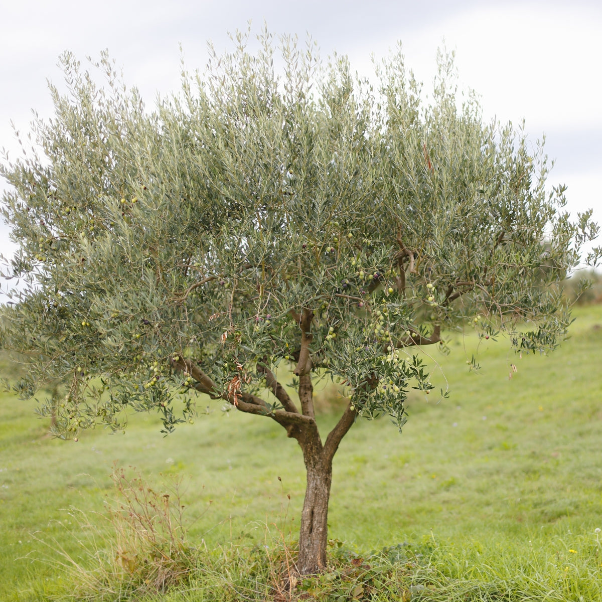 Manzanillo Olive Tree | Olea europaea ‘Manzanillo’