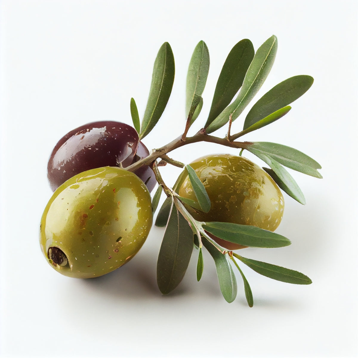 Manzanillo Olive Tree | Olea europaea ‘Manzanillo’