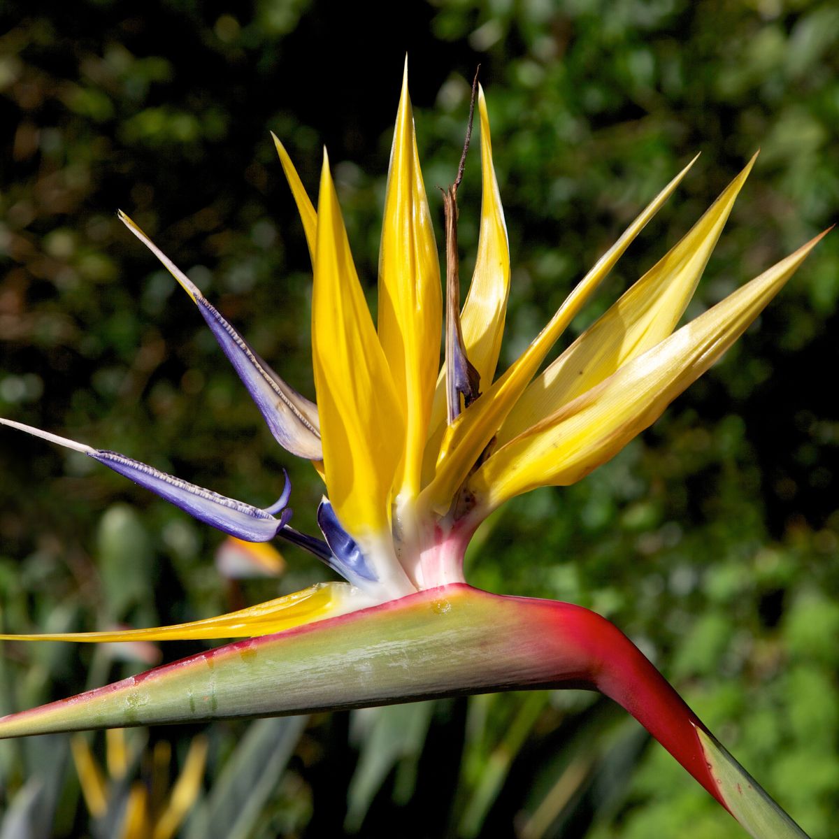 Strelitzia reginae ‘Mandela’s Gold’ | Yellow Bird of Paradise | 50mm Pot