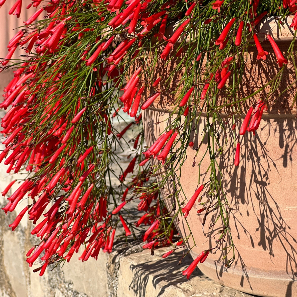 Russelia ‘Ruby Falls’ | Red Firecracker Plant