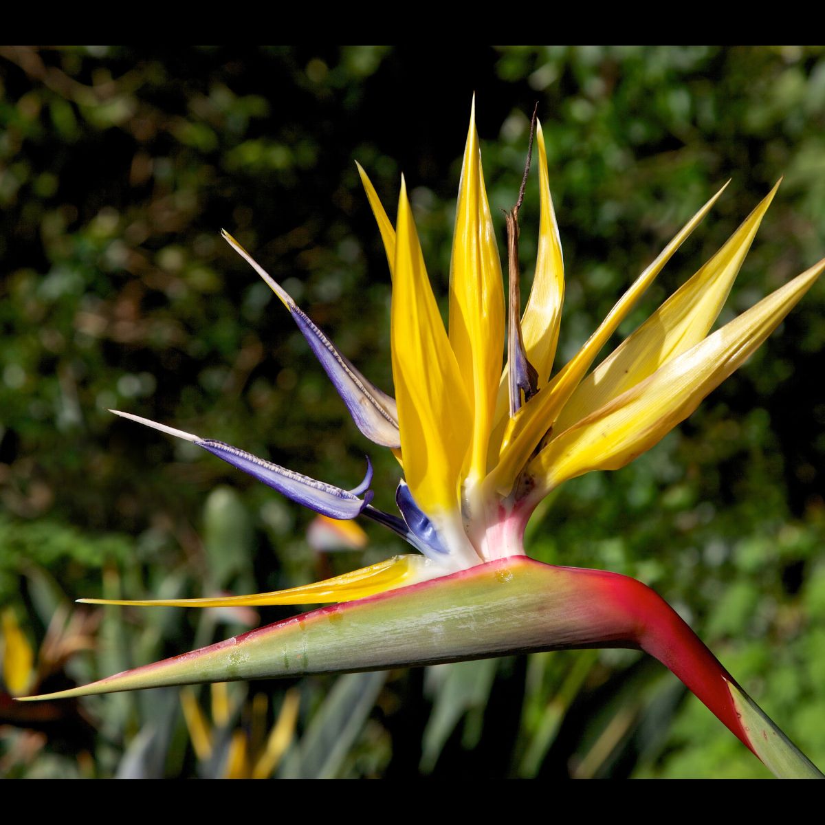 Strelitzia reginae ‘Mandela’s Gold’ | Yellow Bird of Paradise | 50mm Pot