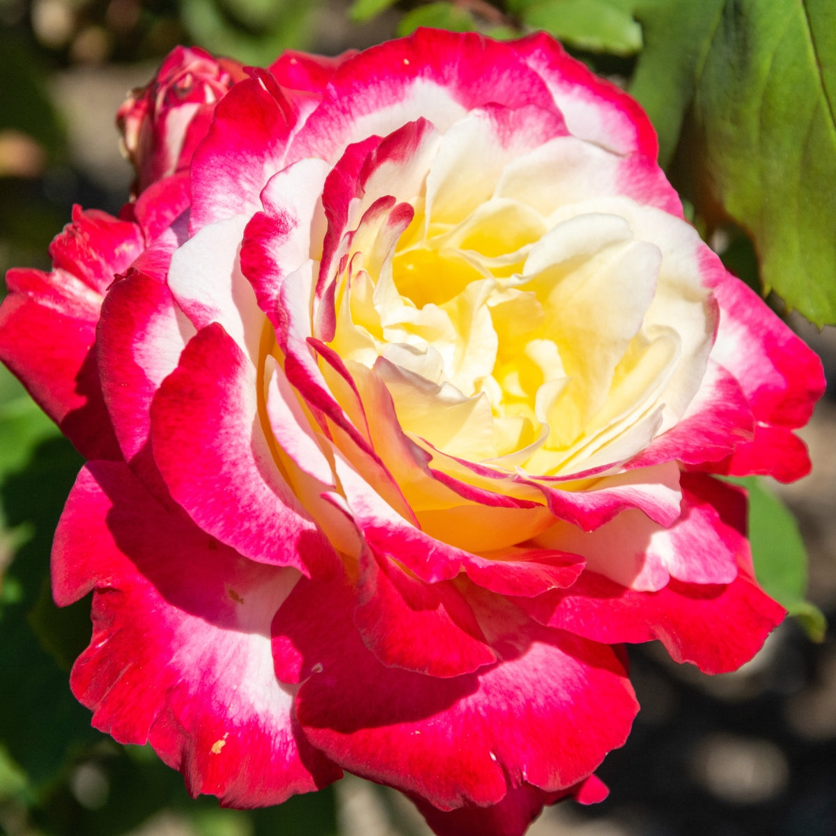 Rosa ‘Double Delight’ | Fragrant Red and Cream Hybrid Tea Rose