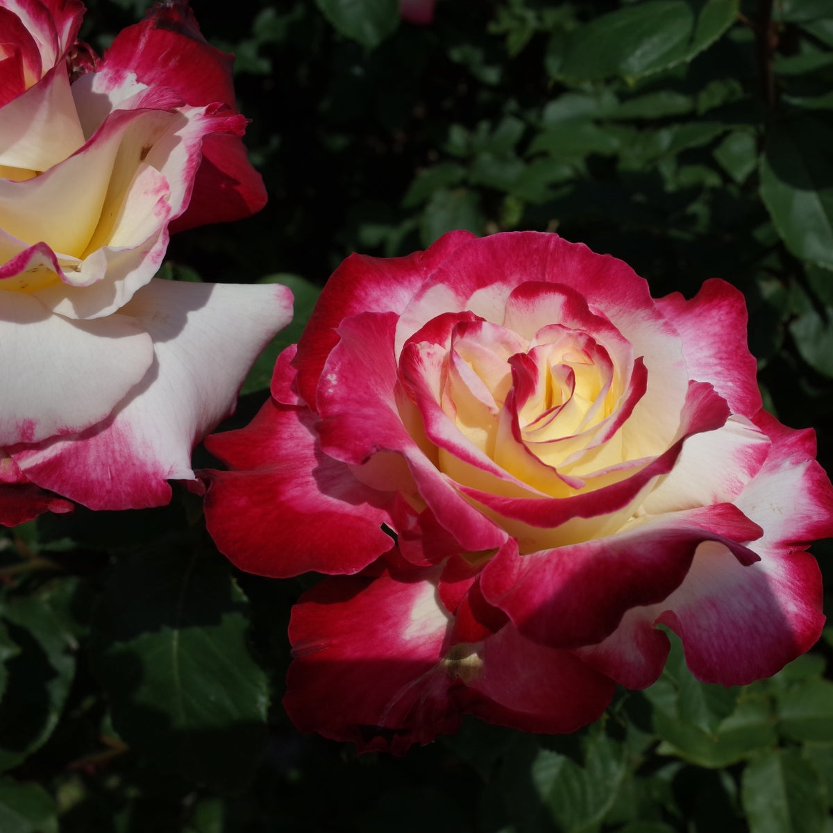 Rosa ‘Double Delight’ | Fragrant Red and Cream Hybrid Tea Rose