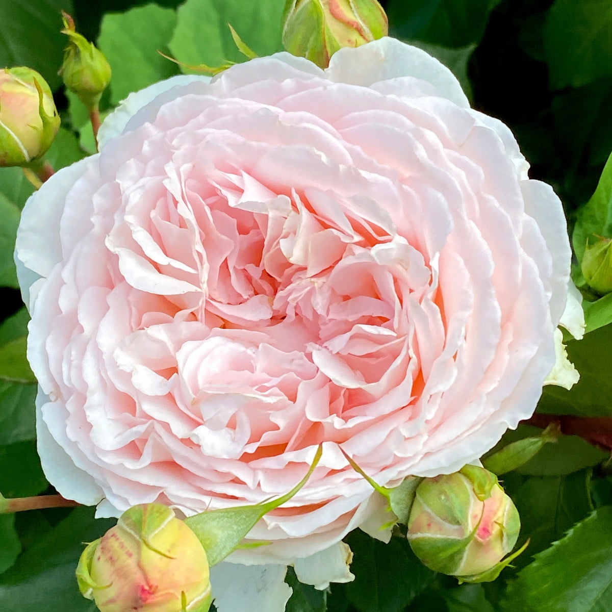 Claire Rose by David Austin | Pink English Shrub Rose