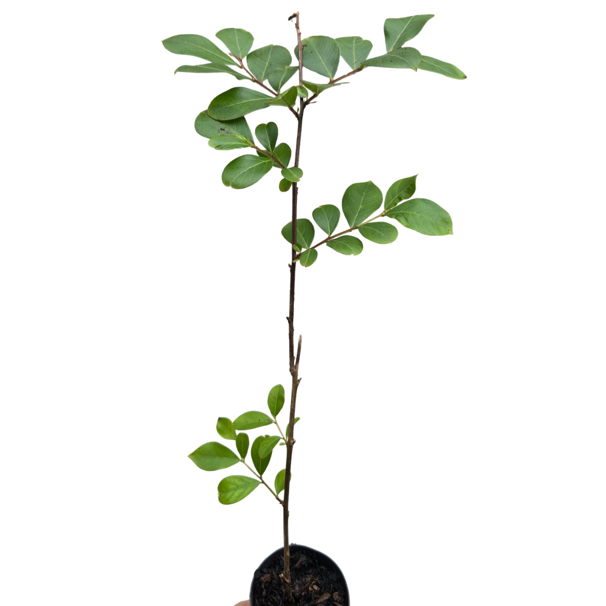 Crepe Myrtle ‘Acoma’ (Lagerstroemia indica × fauriei) | White Flowering 50mm Tube