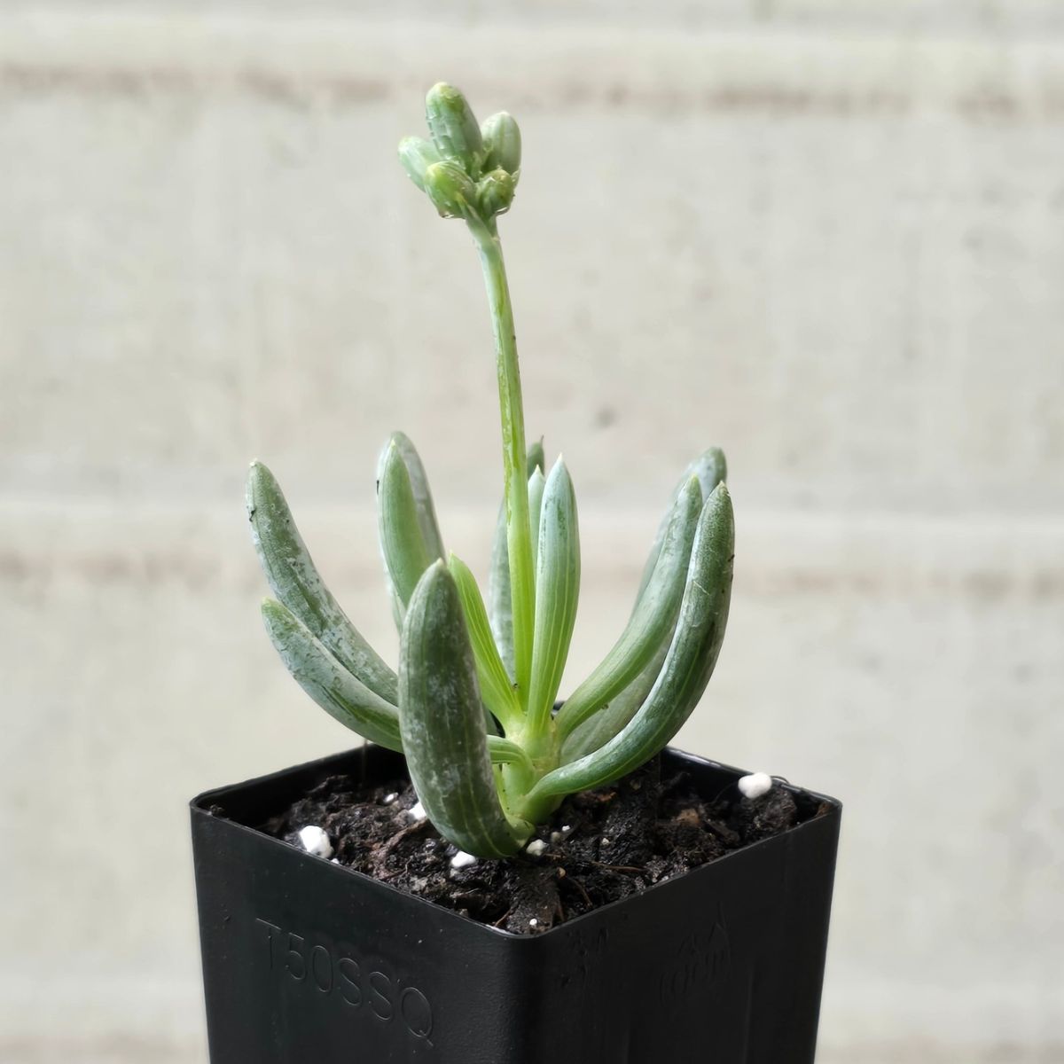 Dwarf Blue Chalk Sticks | Dwarf Chalk Sticks (Syn. Senecio serpens) – 50mm Pot