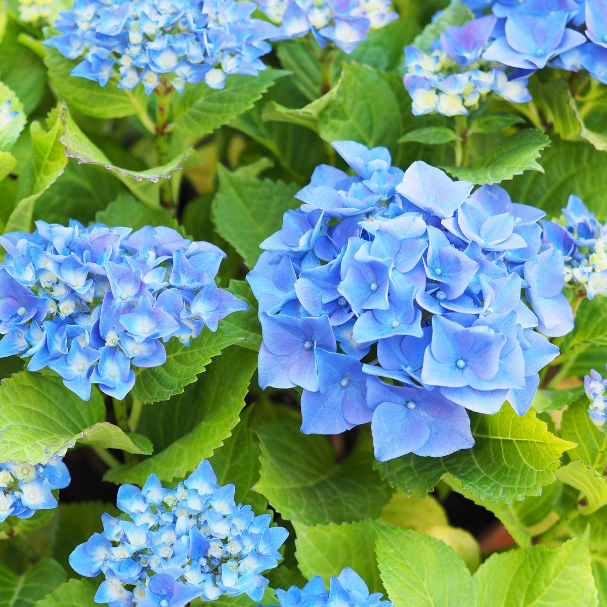 Hydrangea macrophylla ‘Nikko Blue’ – Mophead Blue Bigleaf Hydrangea Shrub