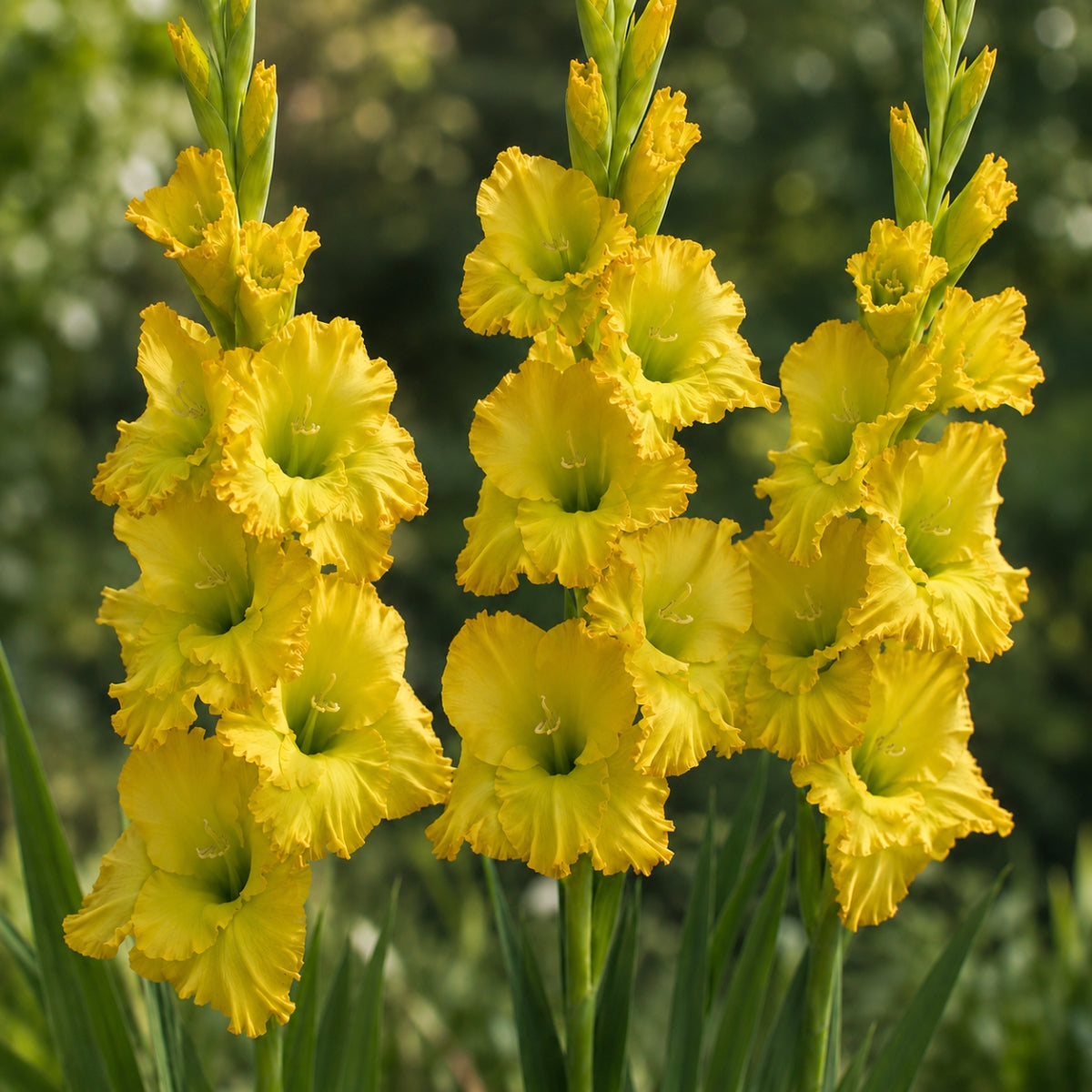 Blitz Gladioli Bulb – Gladiolus Grandiflorus – Green-Yellow Ruffled Blooms