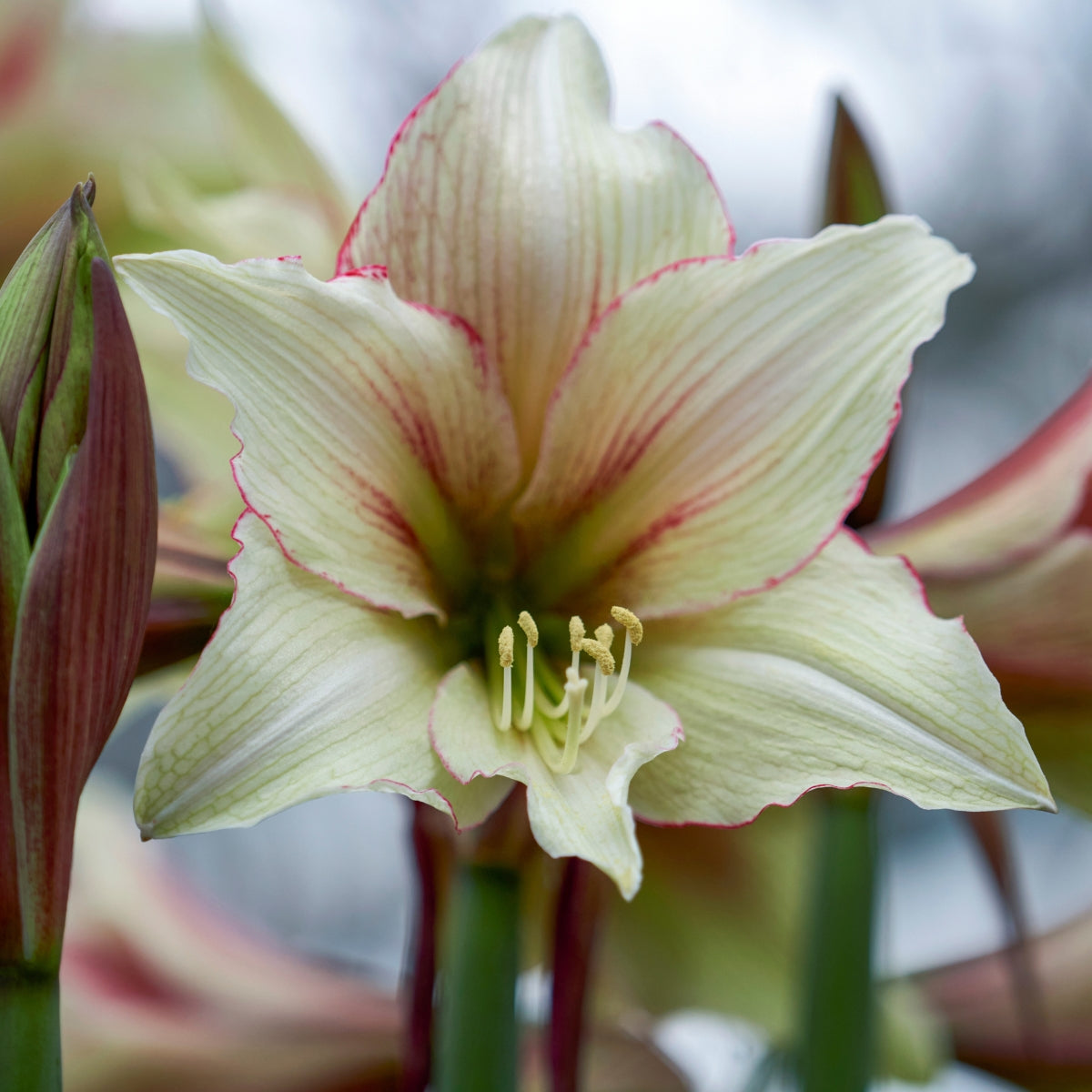 Green Magic Hippeastrum Bulb | Amaryllis – Pale Green, White & Red-Streaked Blooms