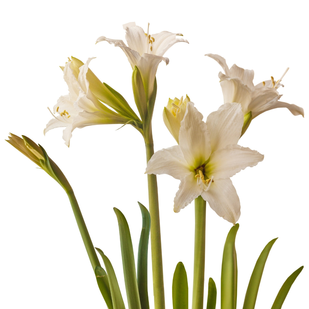 Swan Lake Hippeastrum Bulb | Sonatini Amaryllis – White Blooms with Green Throat